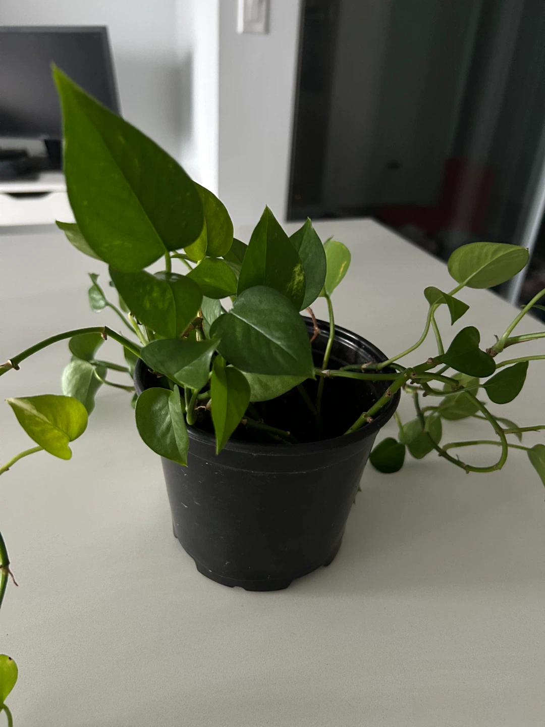 Potted Golden Pothos Plant for Sale