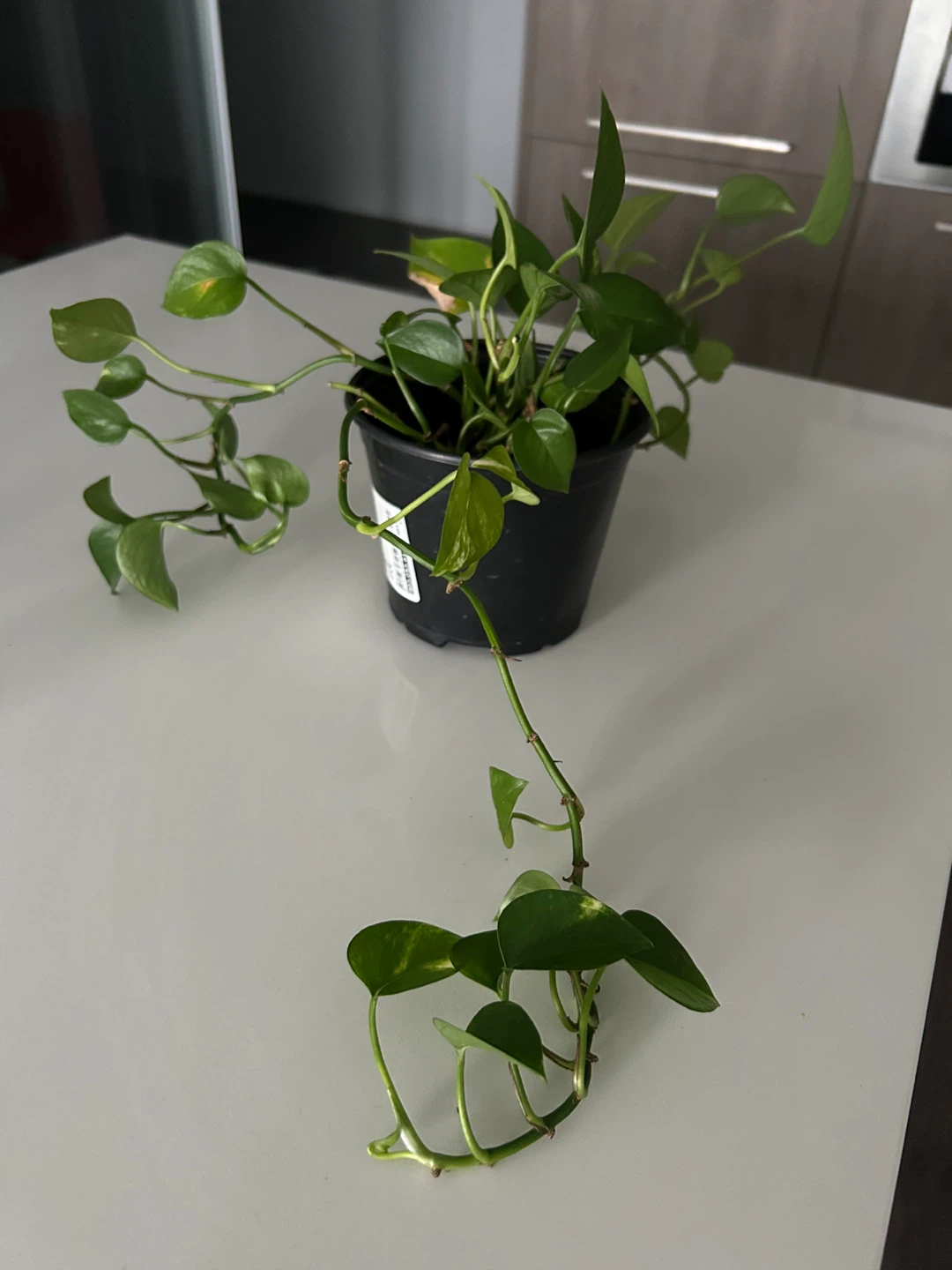 Potted Golden Pothos Plant for Sale - photo 2