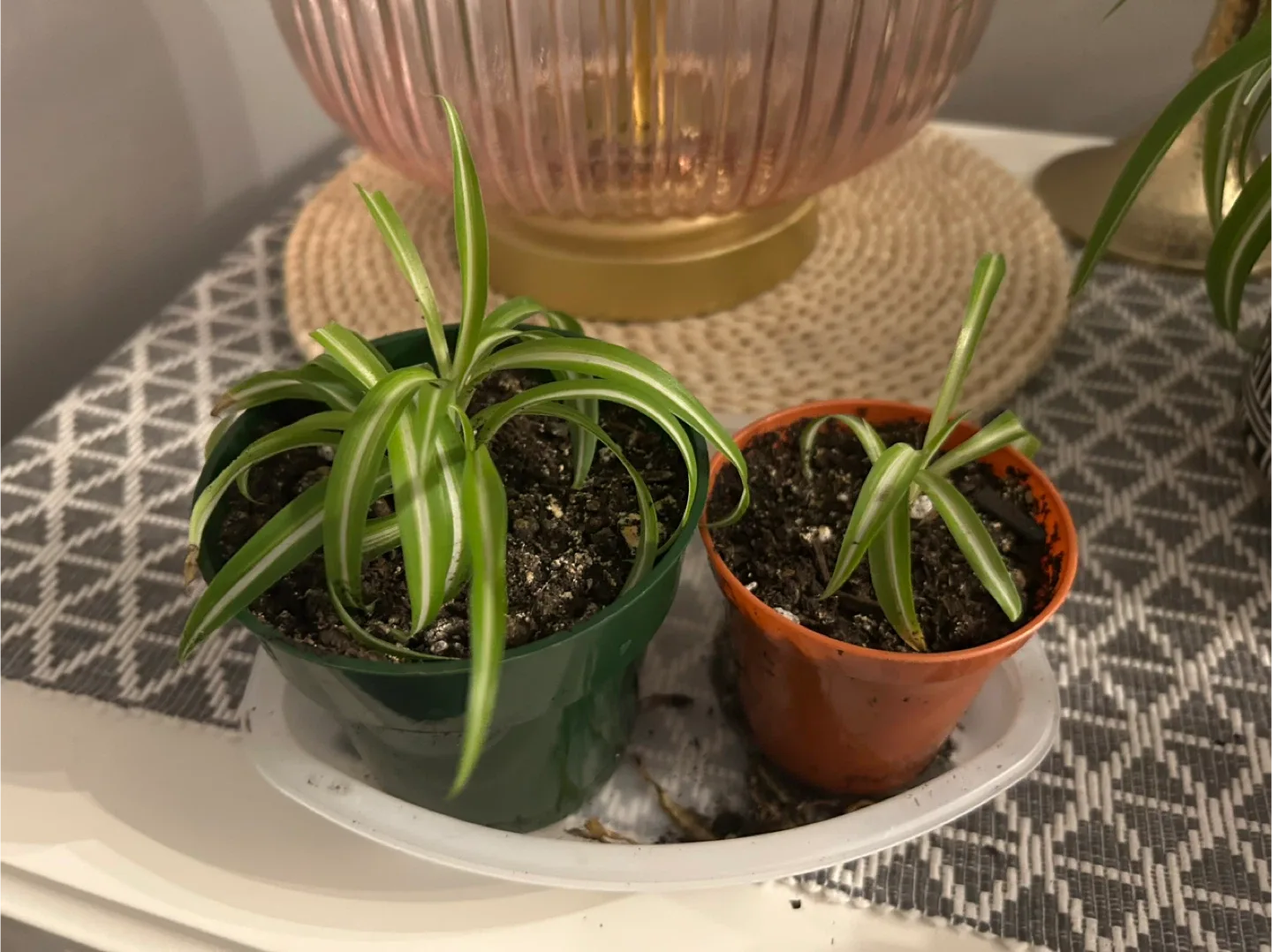 🥕 Potted Plants - Spider Plant, Ficus, Kalanchoe image indicator(2)