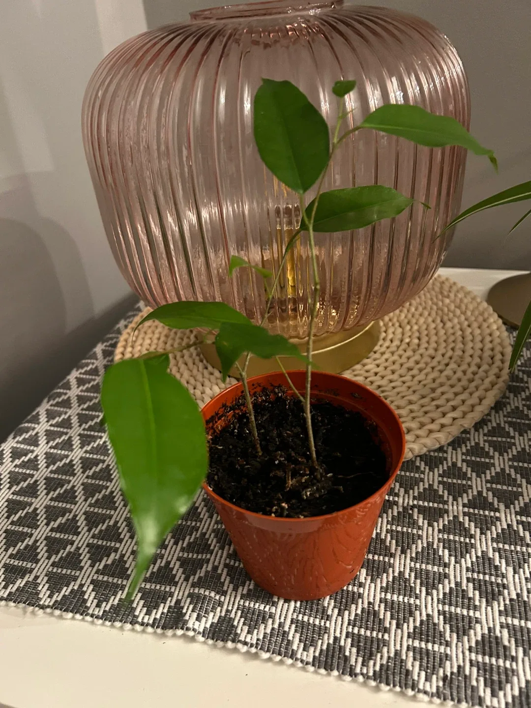 🥕 Potted Plants - Spider Plant, Ficus, Kalanchoe image indicator(3)