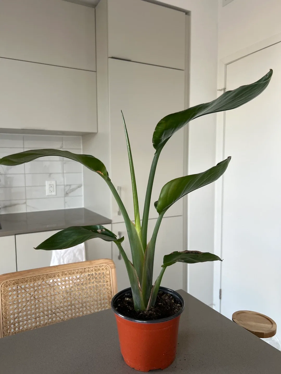 Bird of Paradise thumbnail