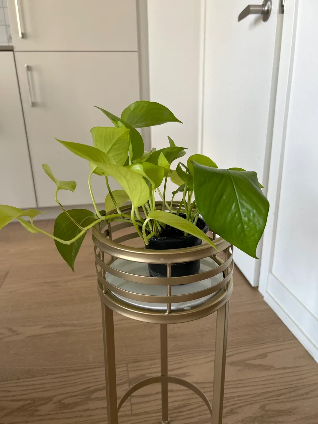 Plant Stand image indicator(3)