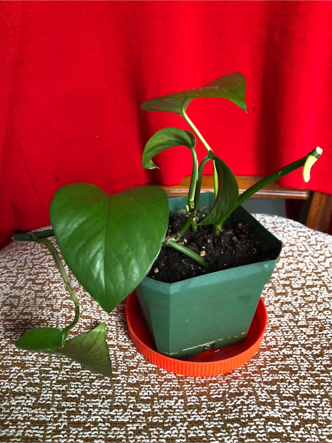 Pothos Plant in Pot image indicator(2)