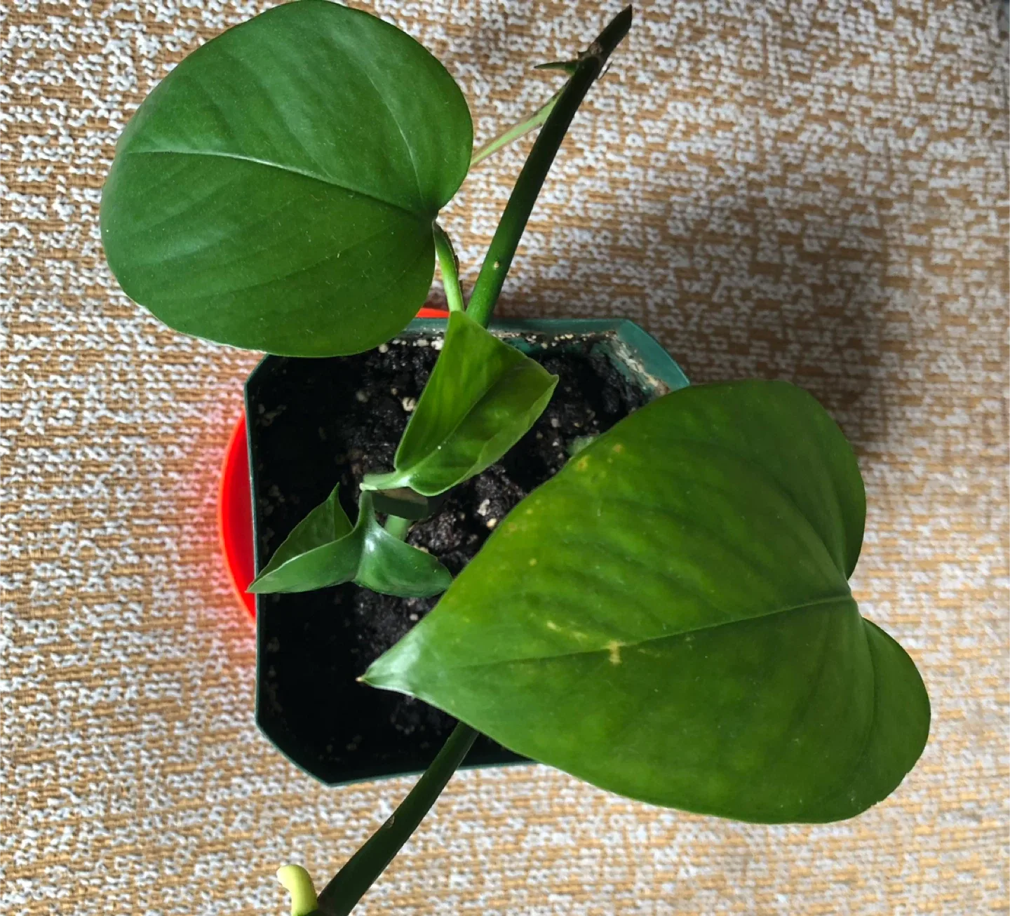 Pothos Plant in Pot image indicator(3)