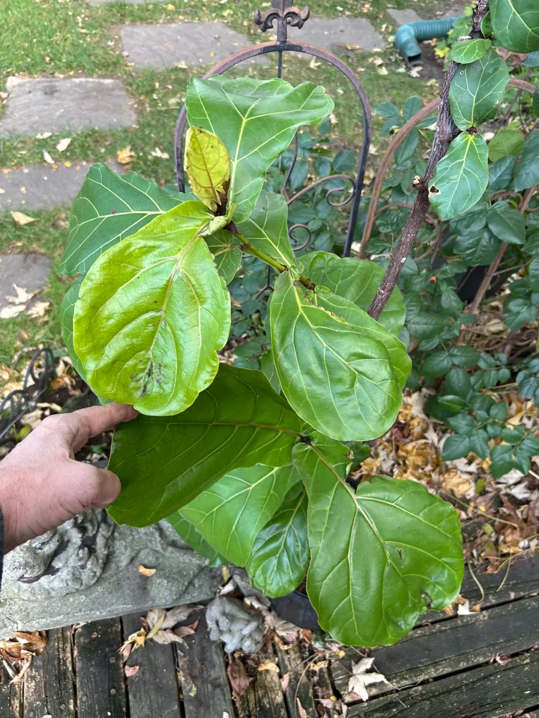 $5 Fiddle-leaf fig (Ficus lyrata) plant Donlands O'Connor image indicator(2)