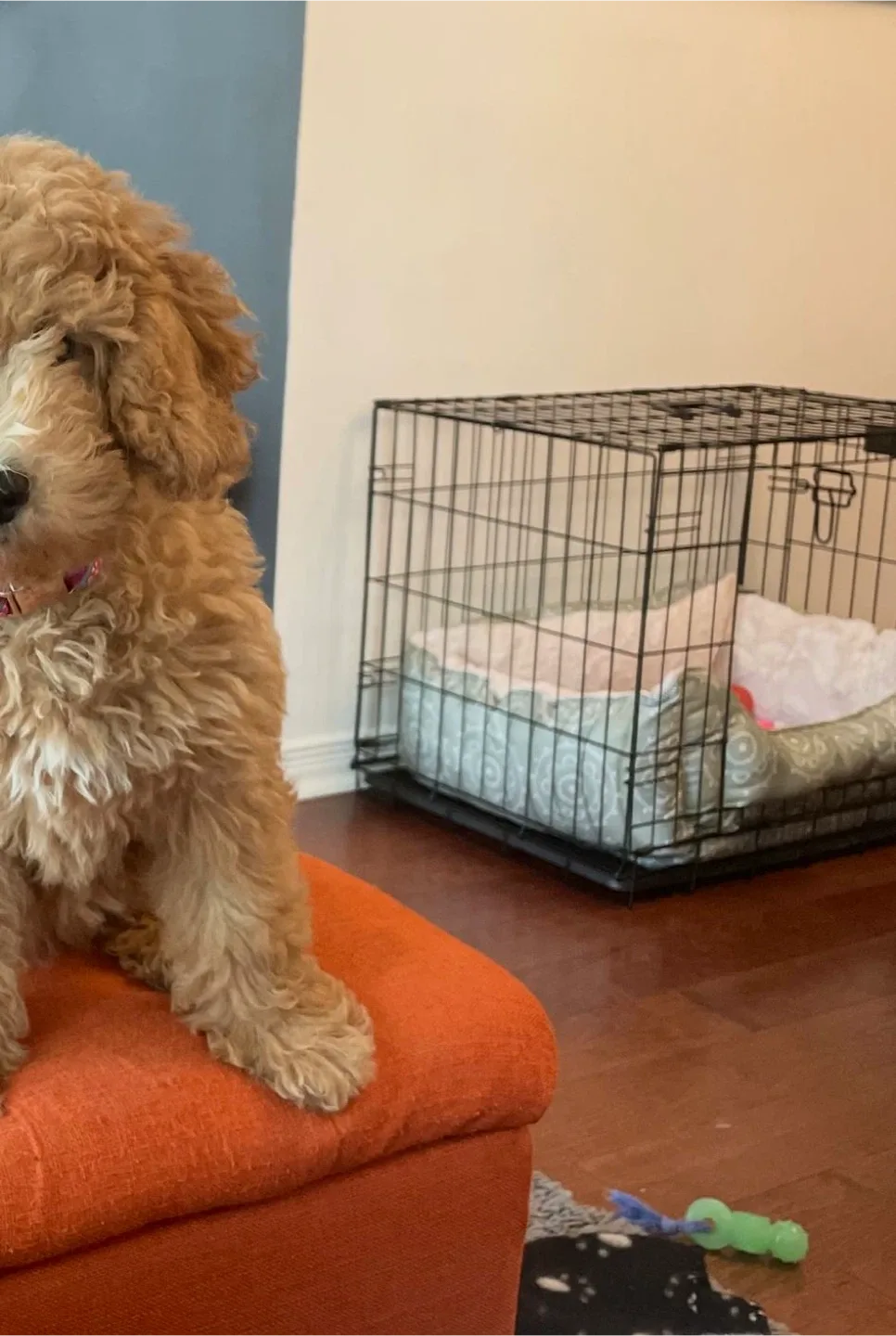 Dog Crate - Black image indicator(3)