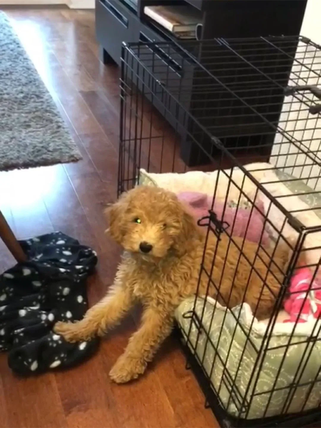 Dog Crate - Black image indicator(4)