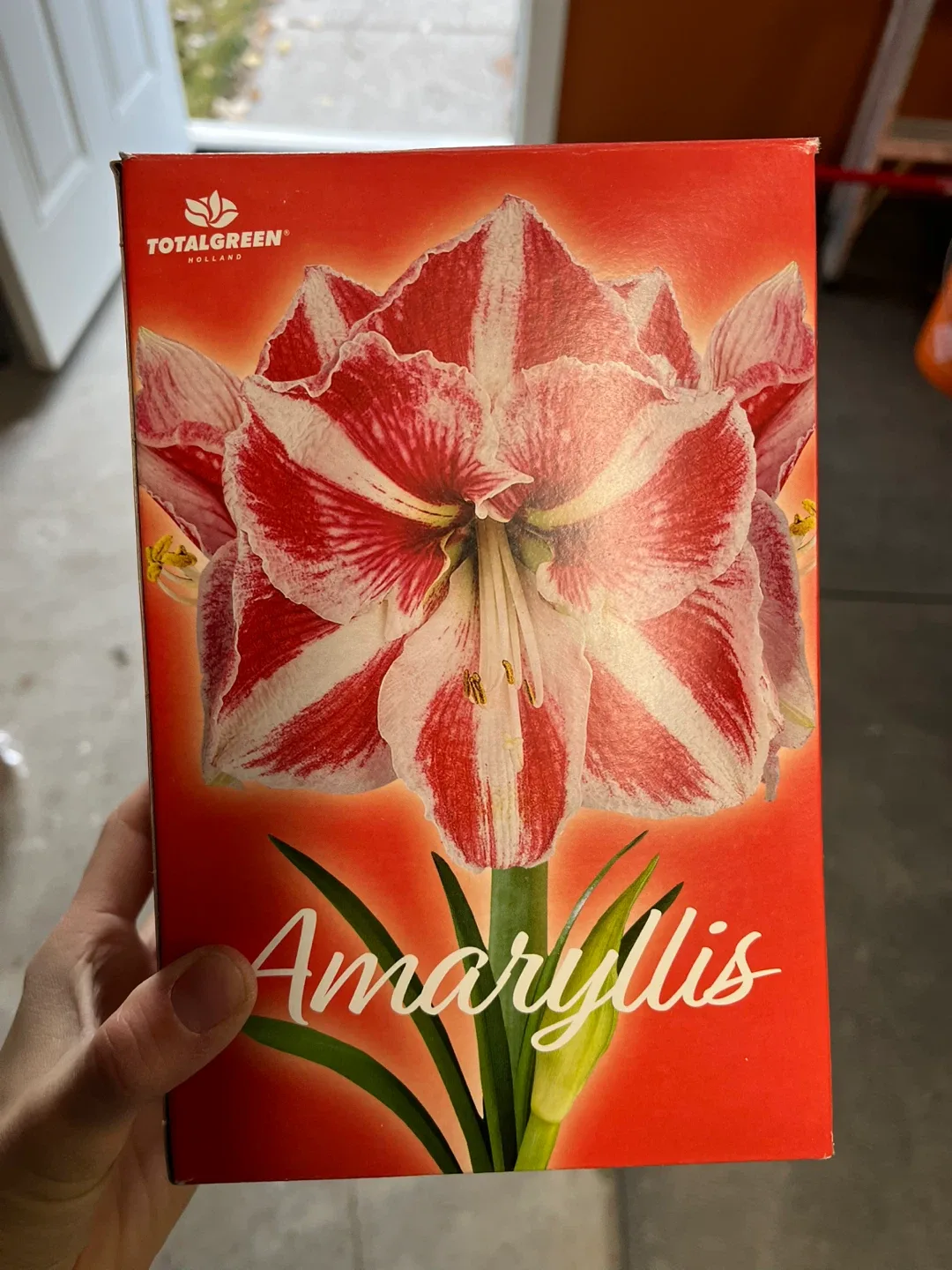 Total Green Amaryllis Flower Kit thumbnail