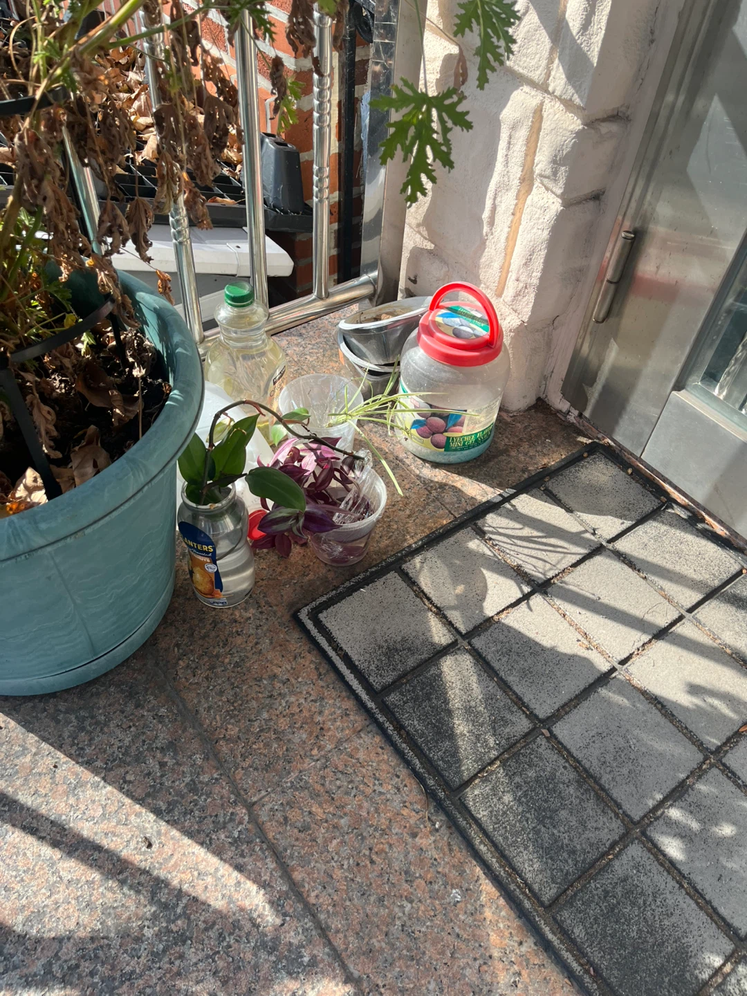 FREE - plant clippings