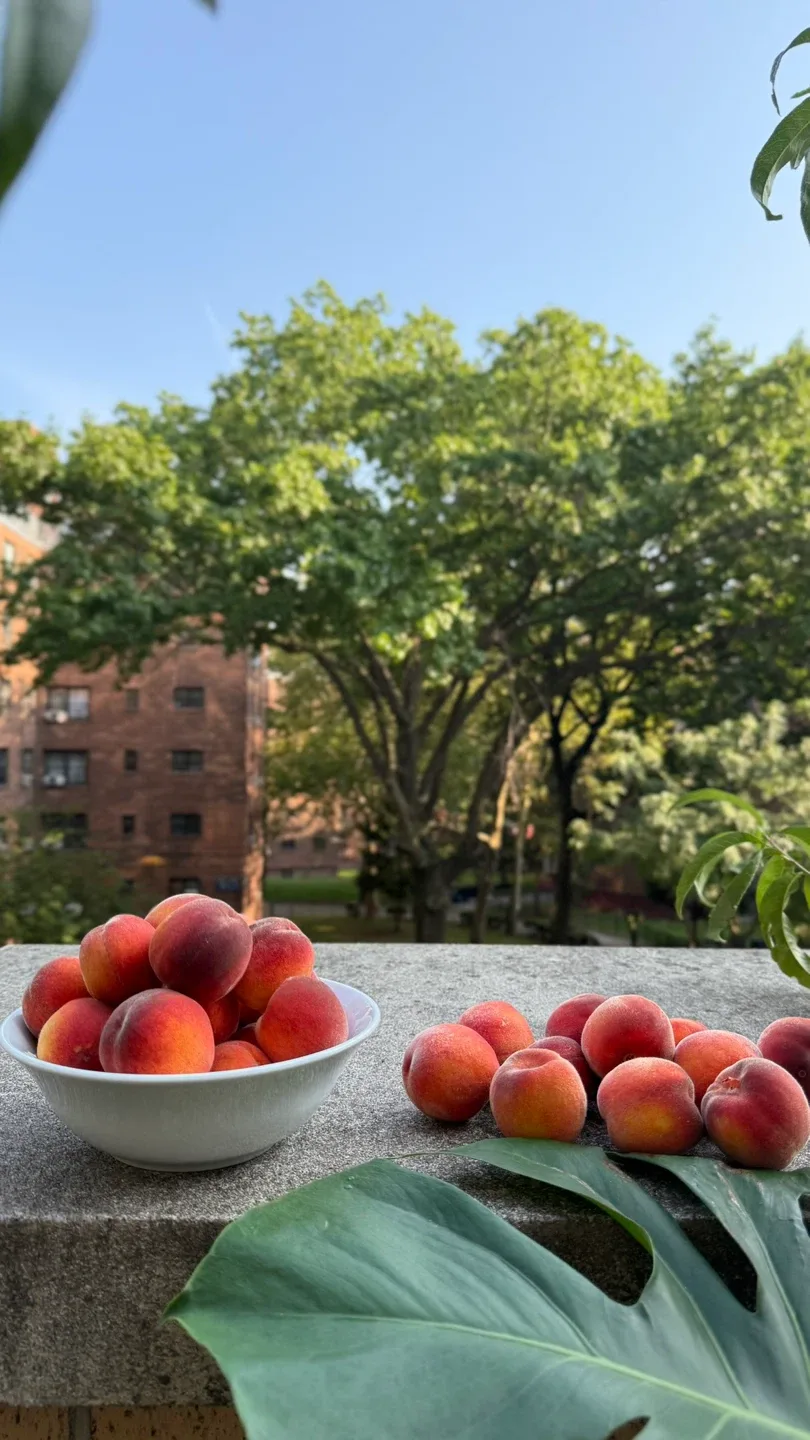 Two Peach Trees (Bounty Freestone variety) image indicator(2)