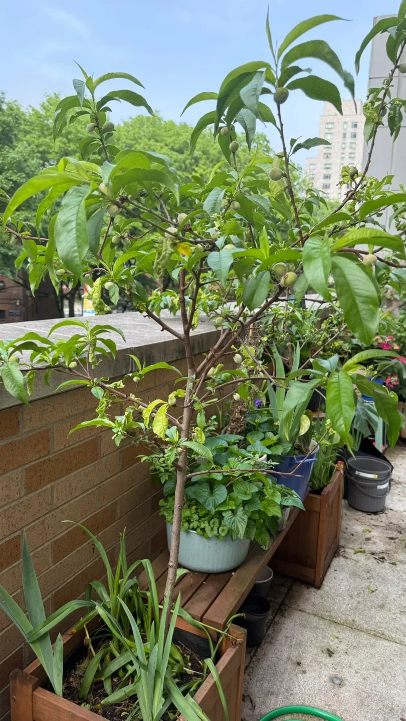 Two Peach Trees (Bounty Freestone variety) image indicator(6)