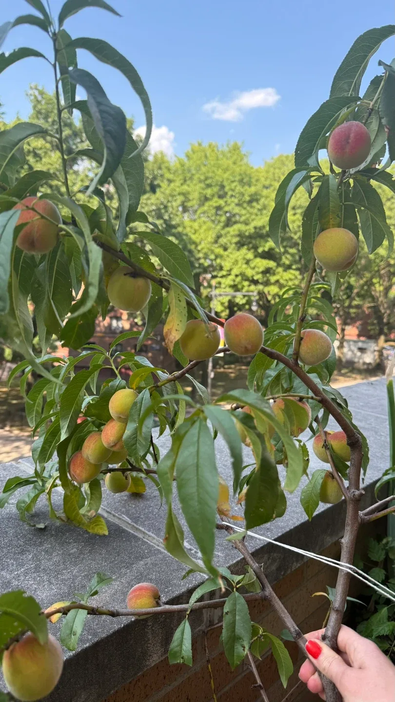 Two Peach Trees (Bounty Freestone variety) image indicator(3)