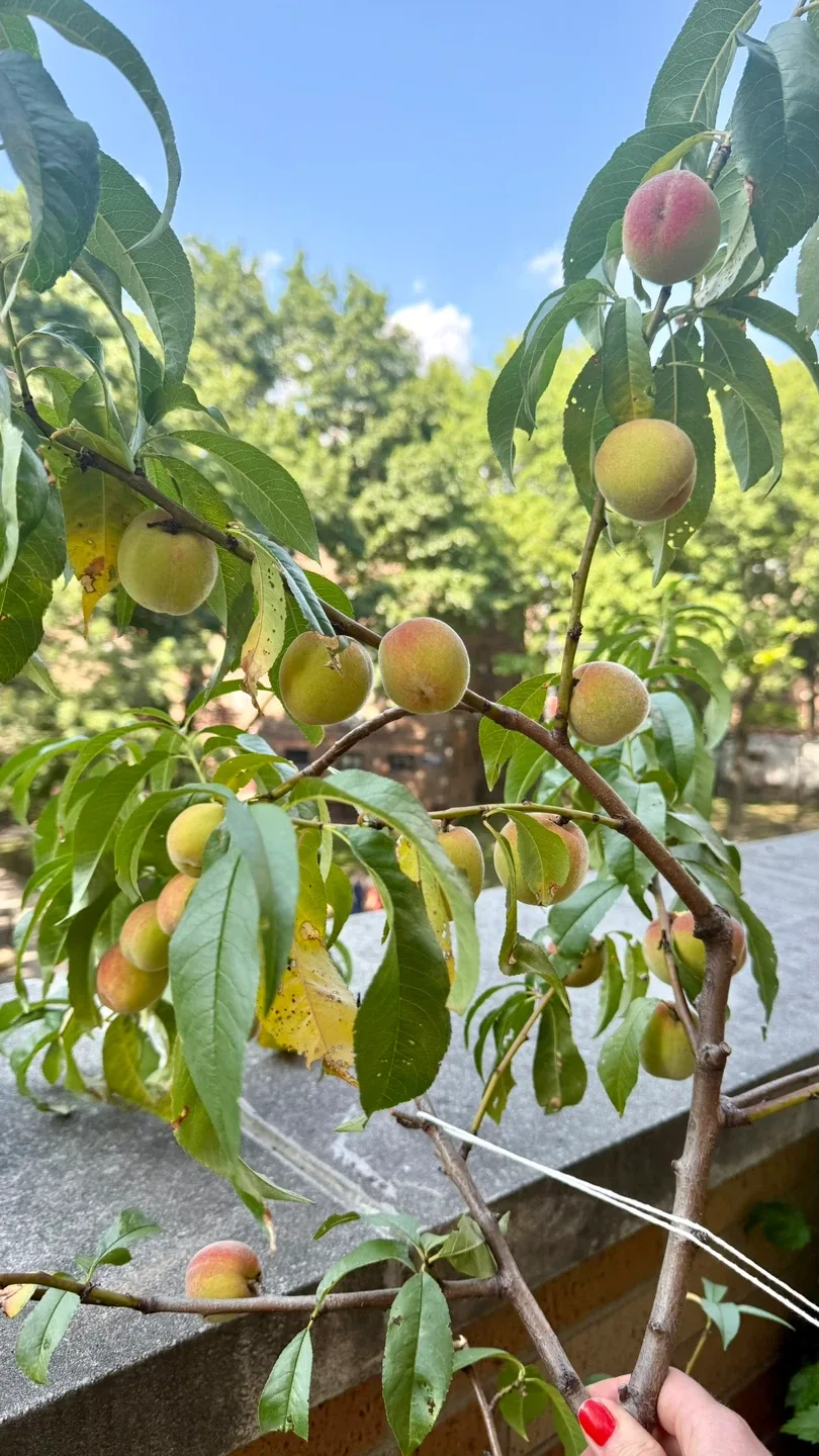 Two Peach Trees (Bounty Freestone variety) image indicator(4)