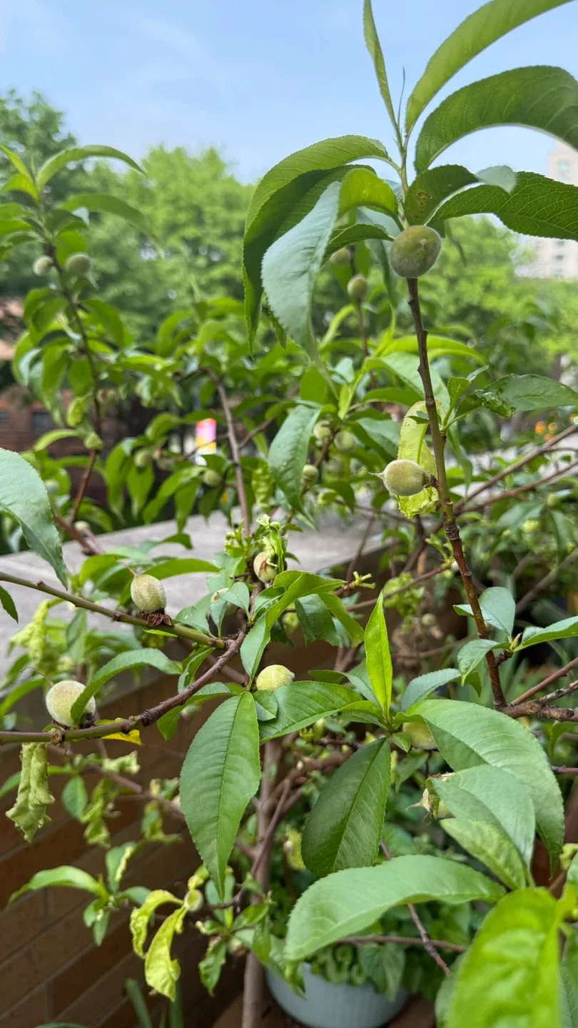 Two Peach Trees (Bounty Freestone variety) image indicator(7)