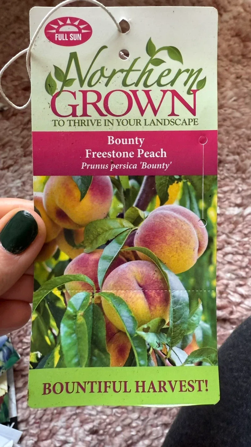 Two Peach Trees (Bounty Freestone variety) image indicator(10)