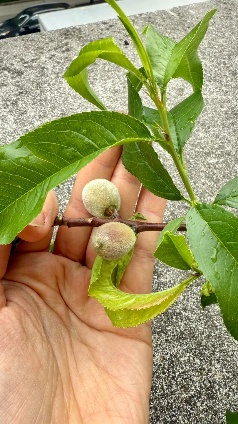 Two Peach Trees (Bounty Freestone variety) image indicator(8)