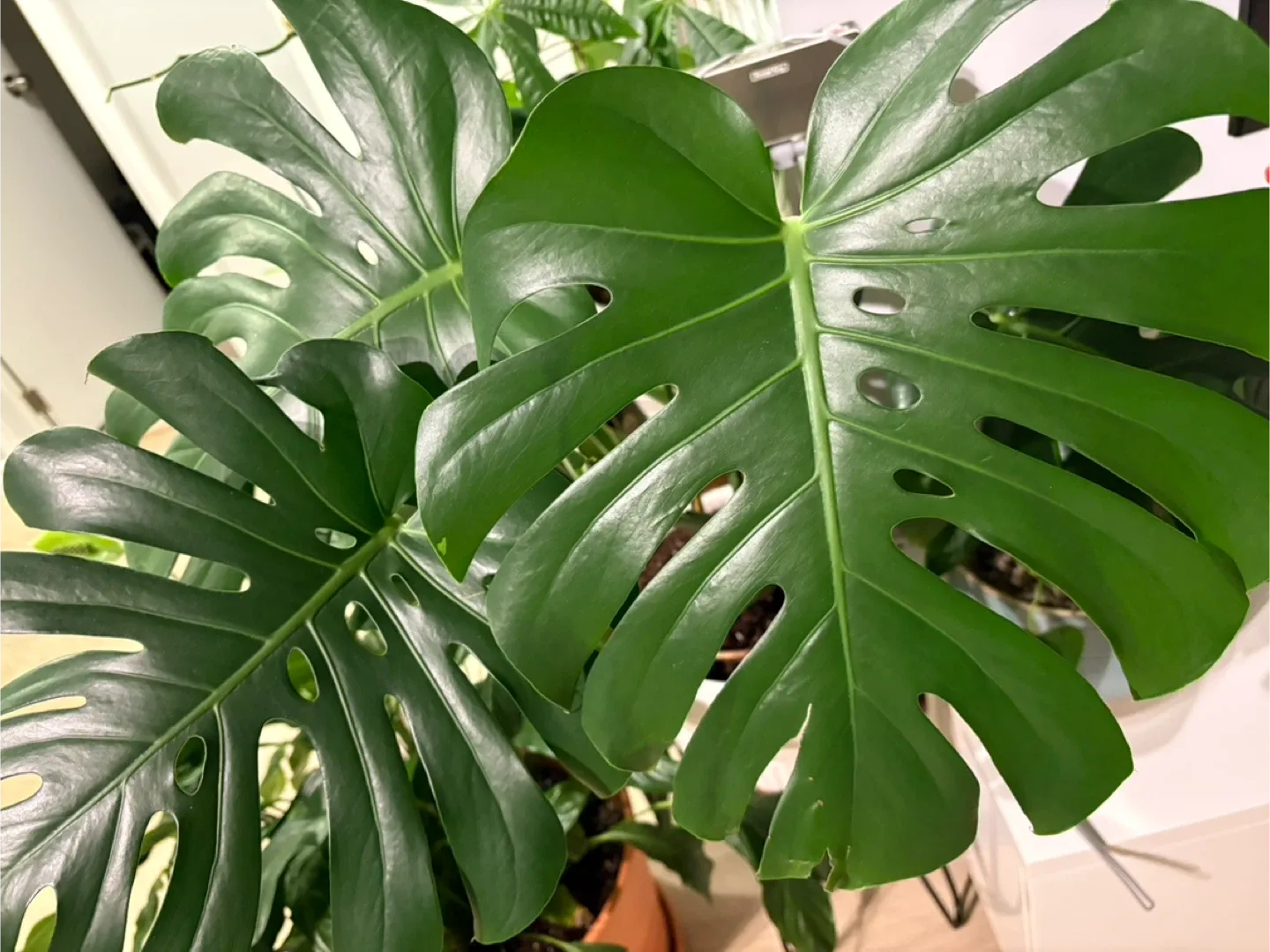 Indoor Deco Plant beautiful Monstera deliciosa image indicator(2)