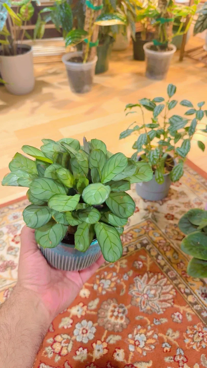 House plants image indicator(3)