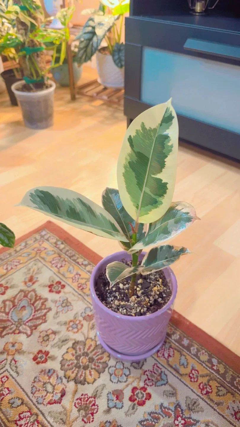 House plants image indicator(5)