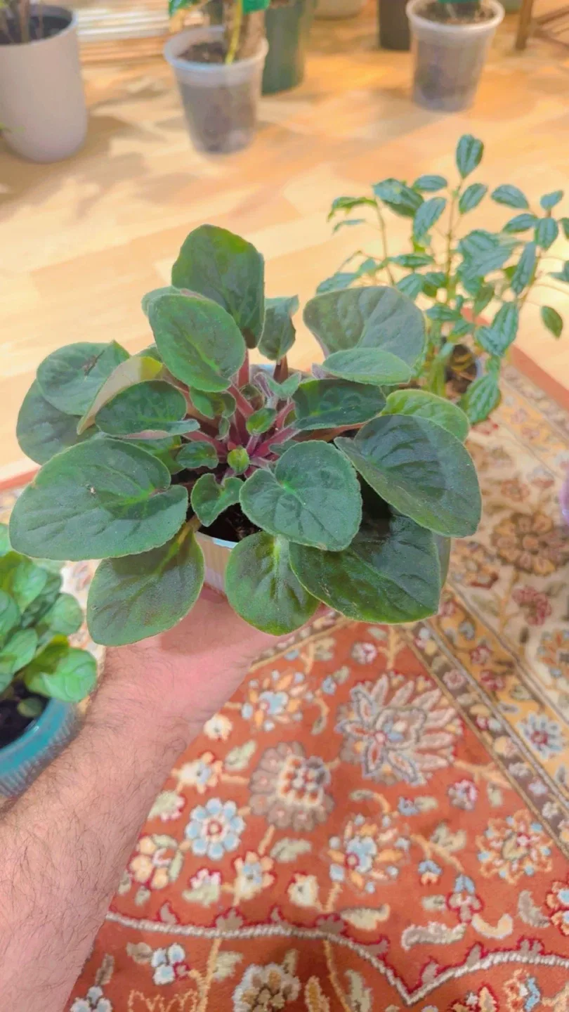 House plants image indicator(2)