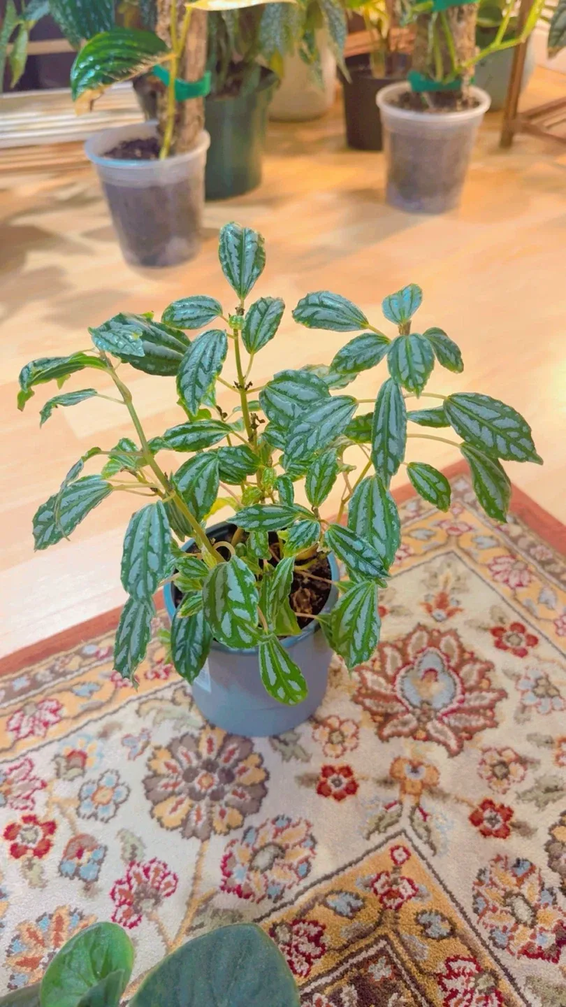 House plants image indicator(4)
