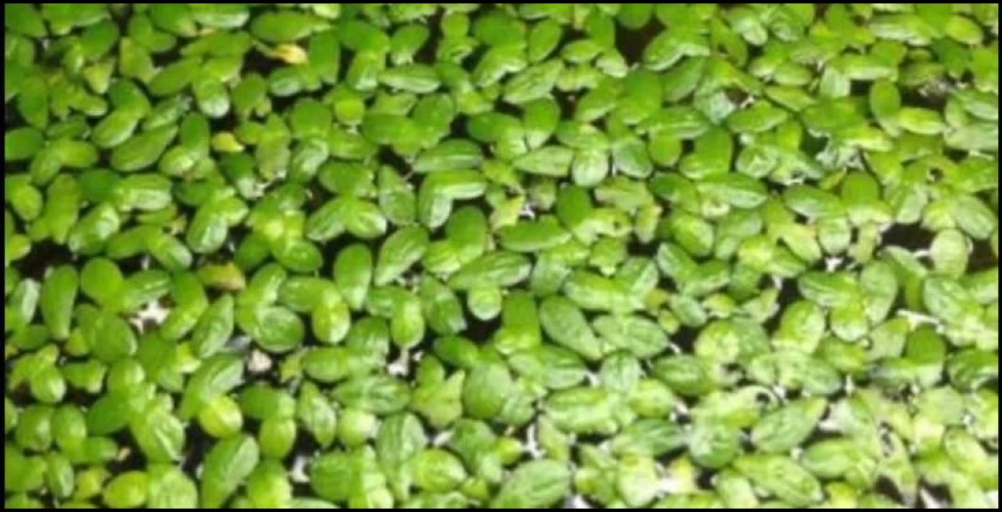 Aquarium Floating Plants - photo 5