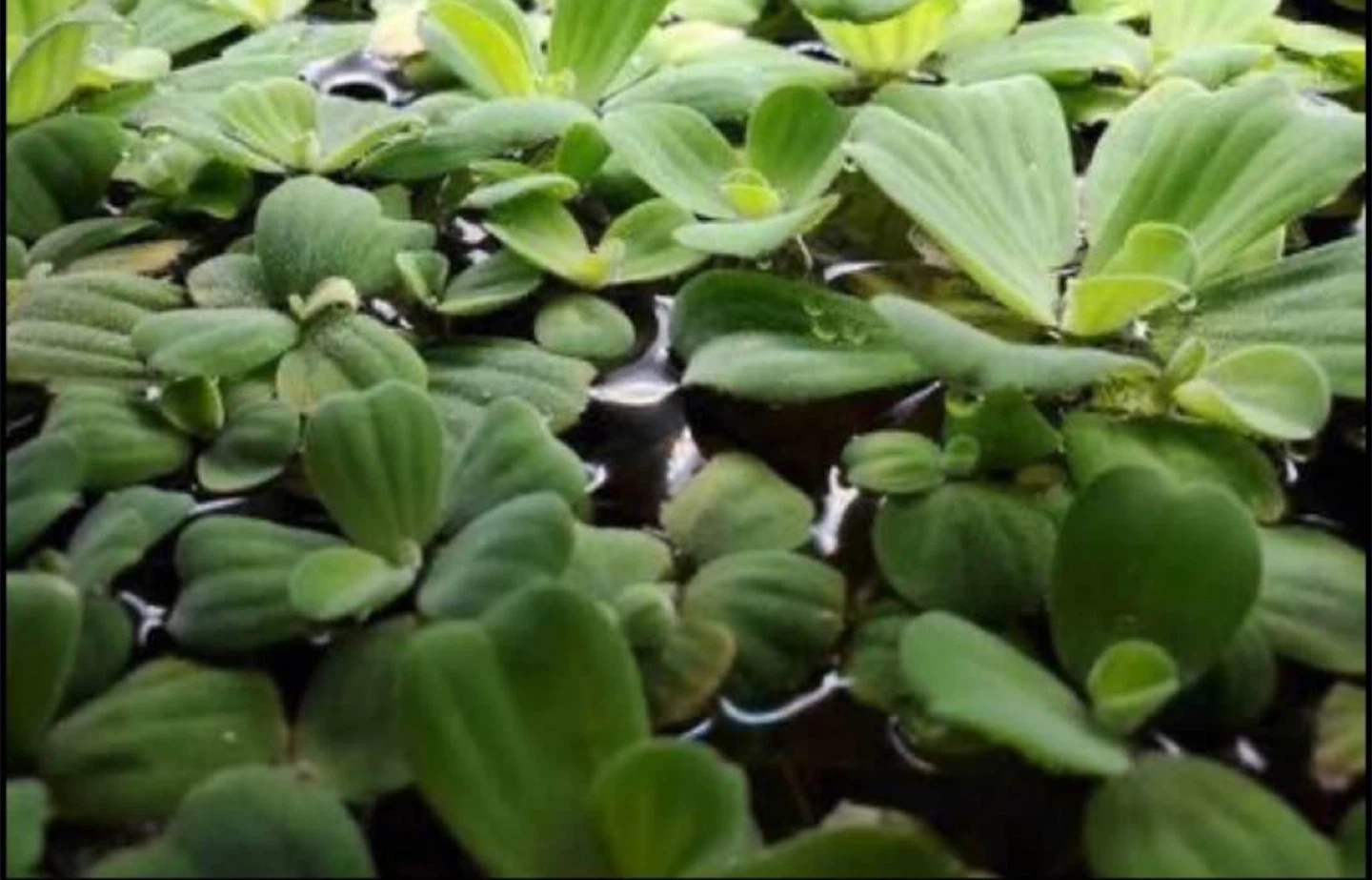 Aquarium Floating Plants