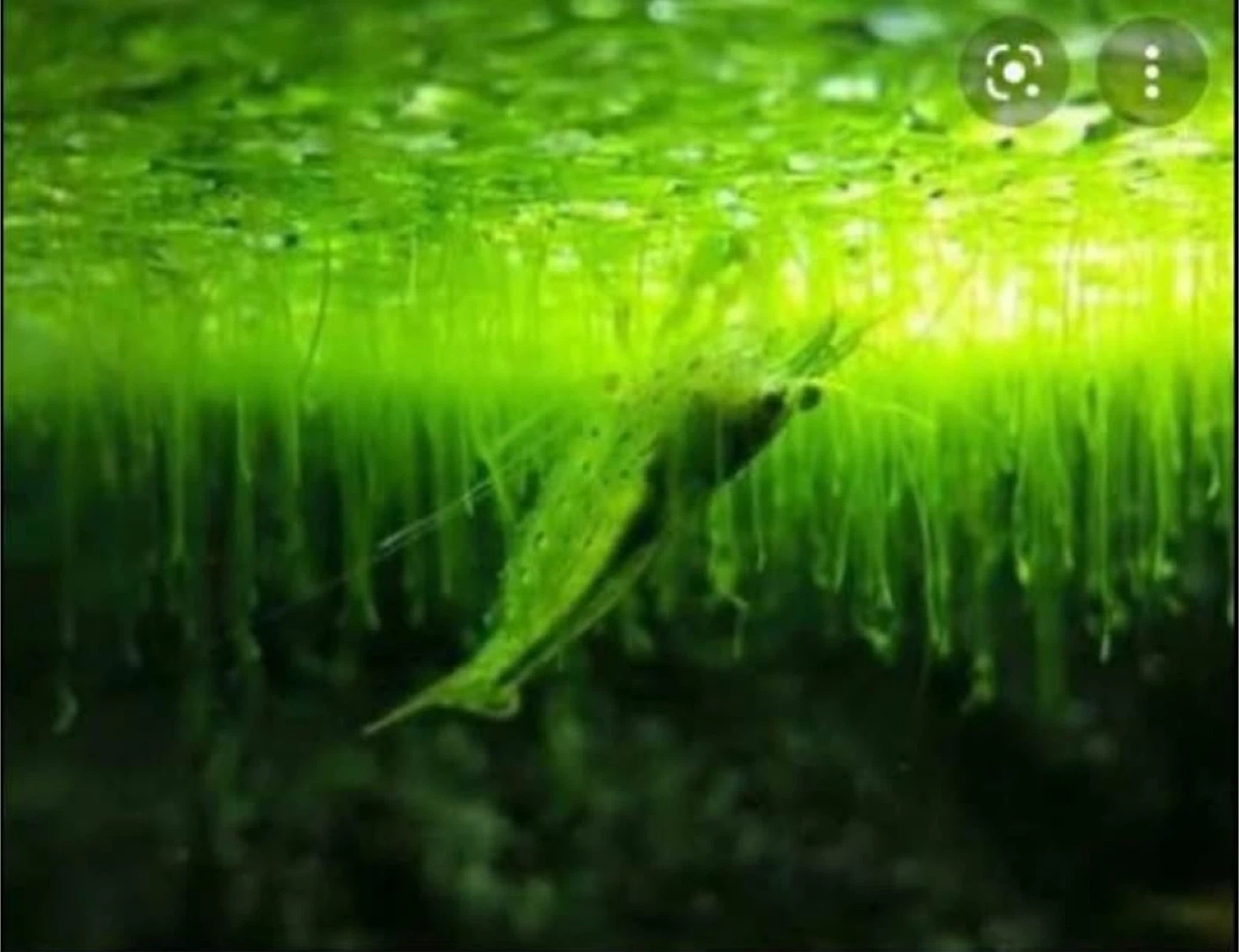 Aquarium Floating Plants - photo 3