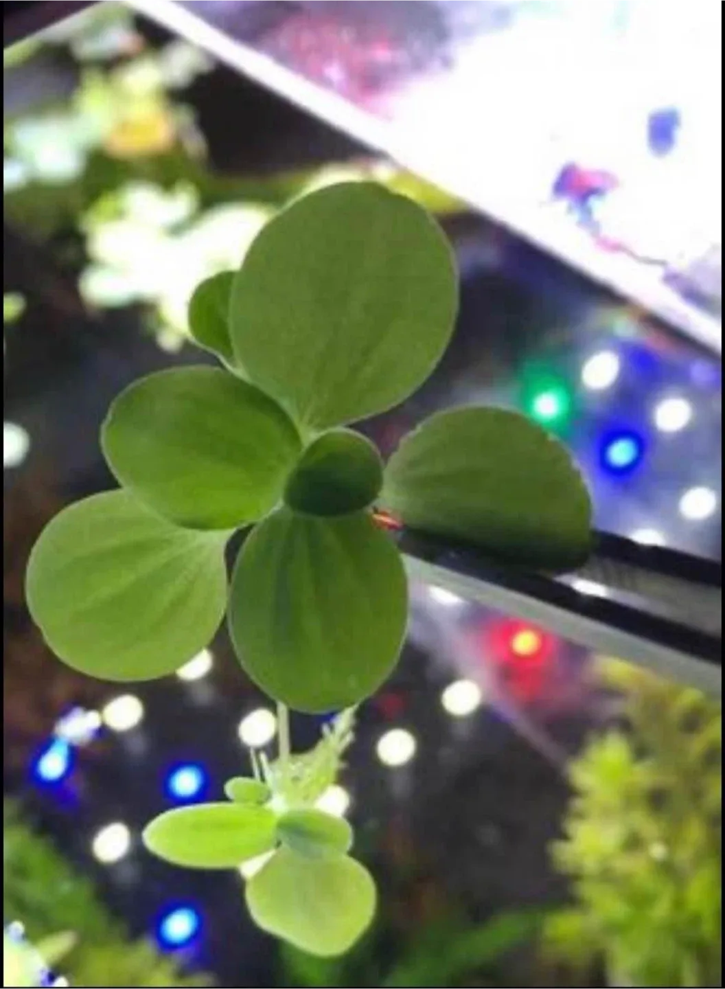 Aquarium Floating Plants image indicator(2)