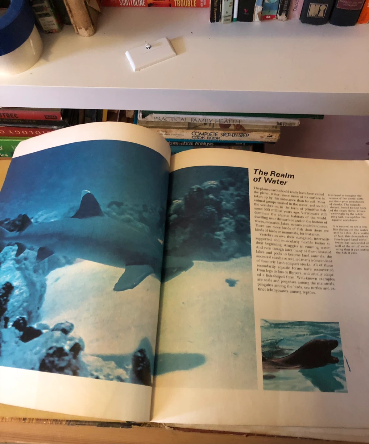 Children’s Animal Kingdom Book 🥕 - photo 2