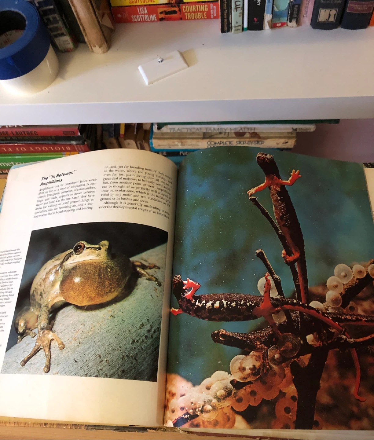 Children’s Animal Kingdom Book 🥕 - photo 3