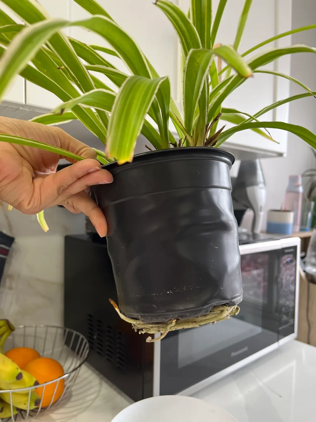 Two Spider plants - 6inch pot and 4inch pot image indicator(3)