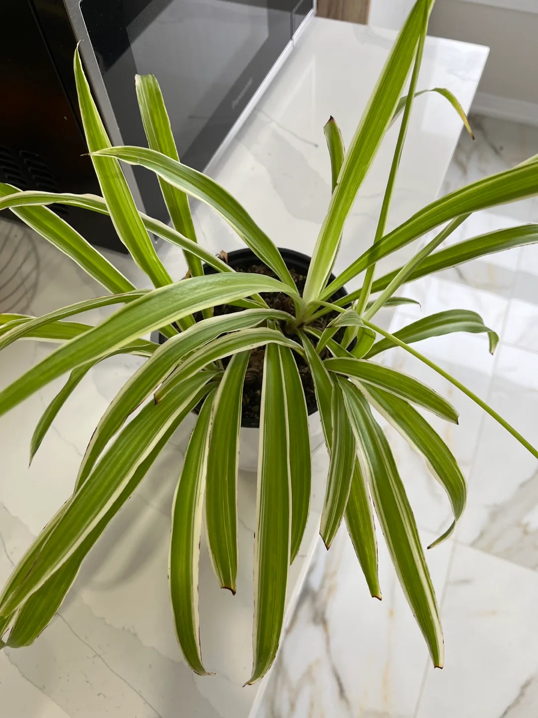 Two Spider plants - 6inch pot and 4inch pot image indicator(2)