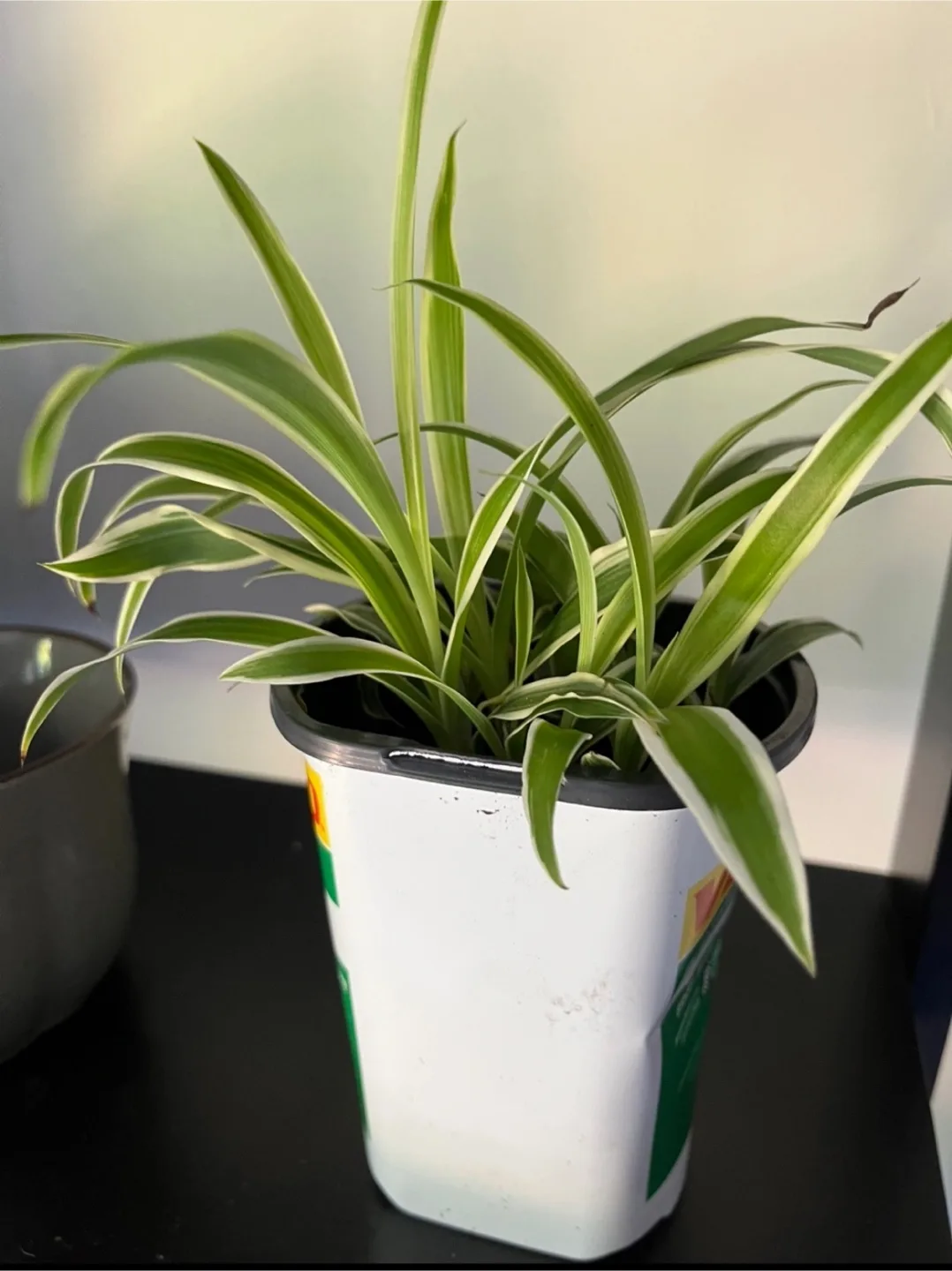 Two Spider plants - 6inch pot and 4inch pot image indicator(4)