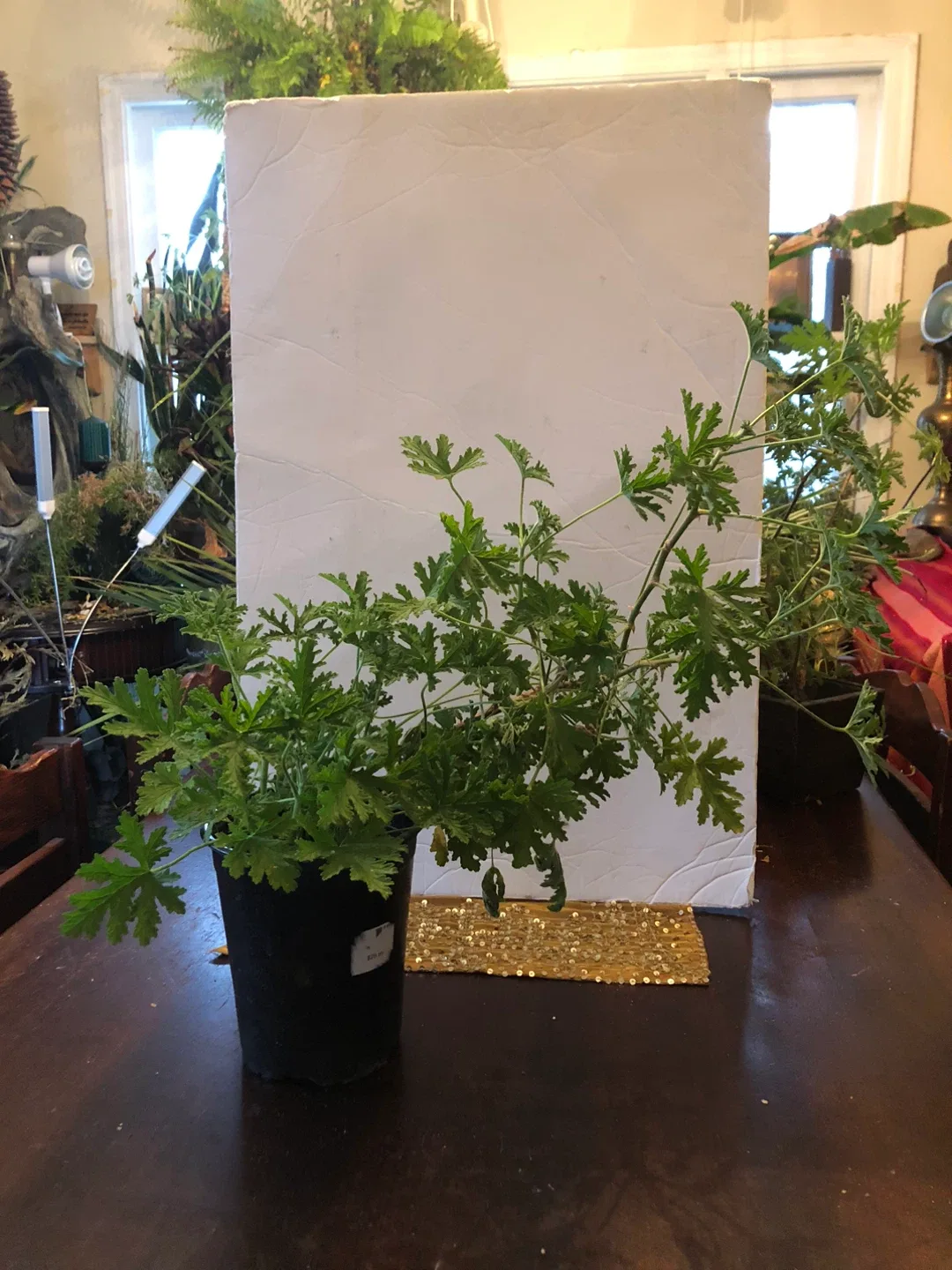 Lemon Scented Geranium / Citronella Plant.