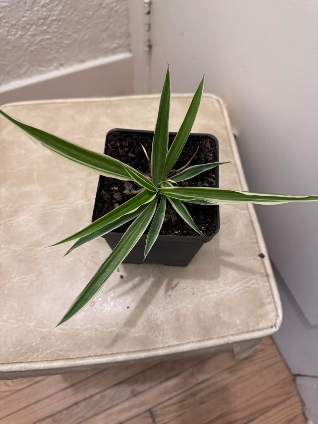 Moving soon and sale various of plants - photo 2