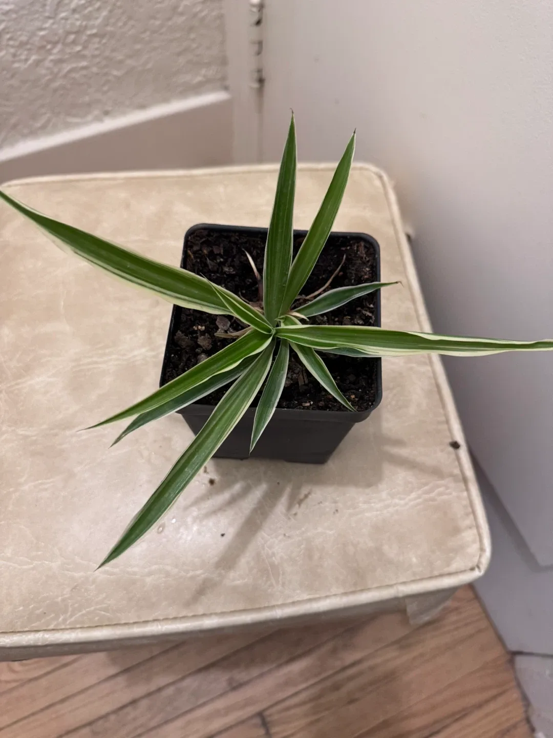 Moving soon and sale various of plants image indicator(2)