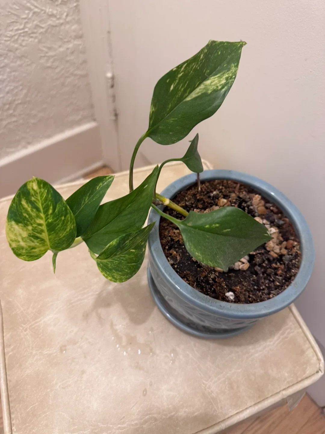 Moving soon and sale various of plants image indicator(3)