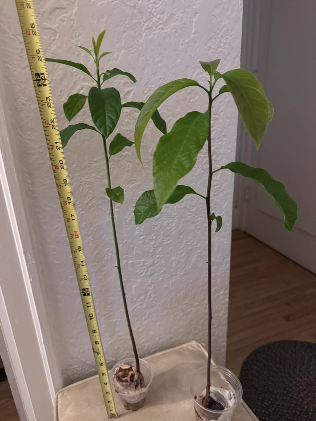 Moving soon and sale various of plants - photo 5