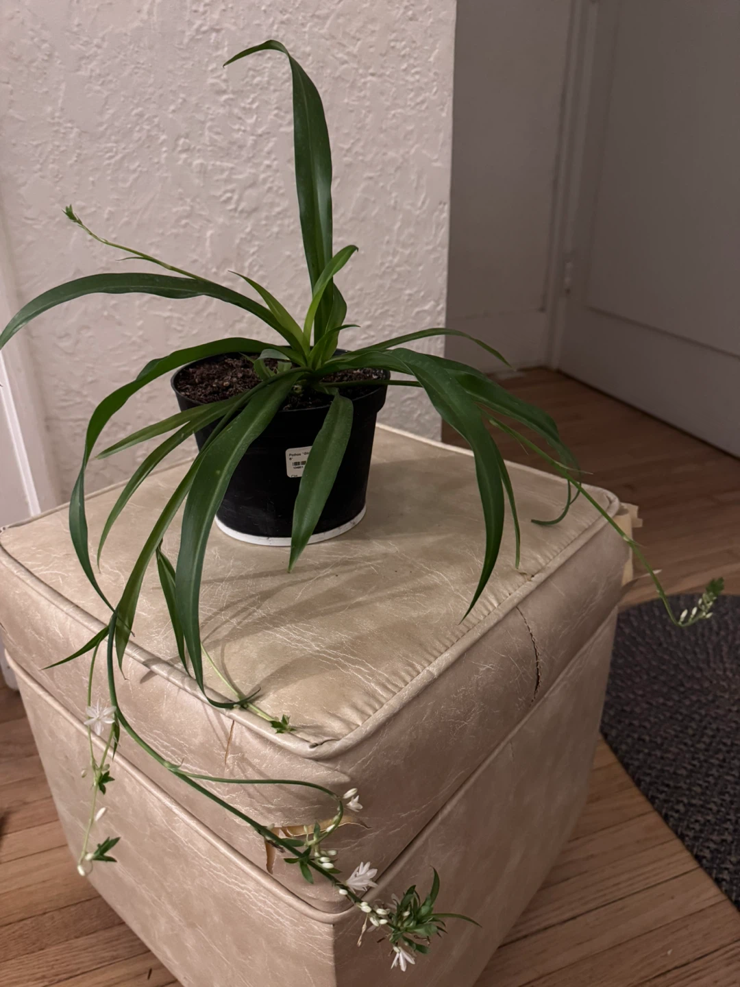 Moving soon and sale various of plants - photo 4