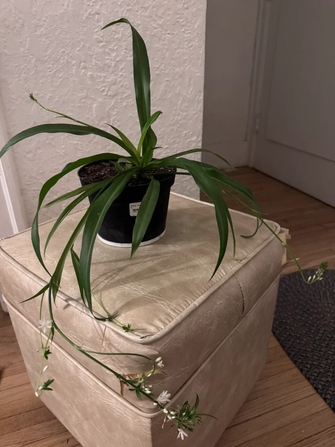 Moving soon and sale various of plants image indicator(4)