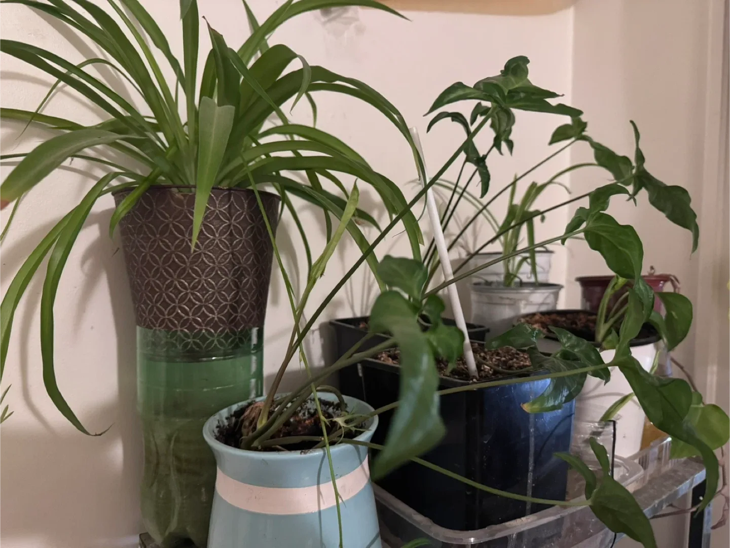 Moving soon and sale various of plants image indicator(6)