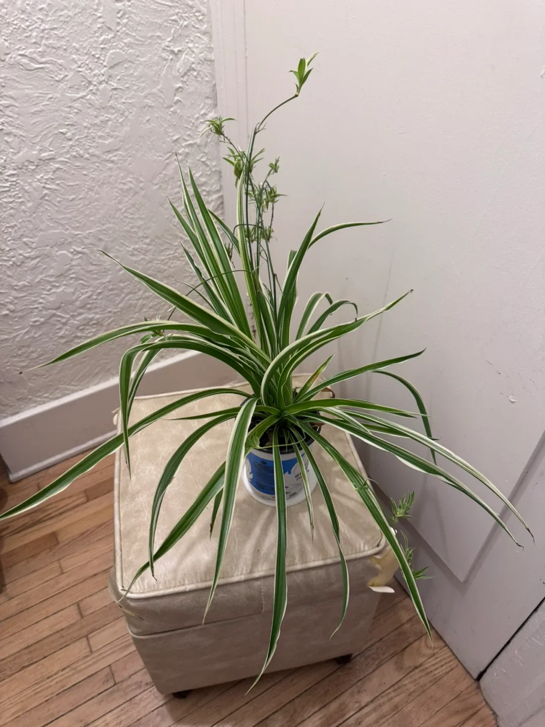 Moving soon and sale various of plants image indicator(8)