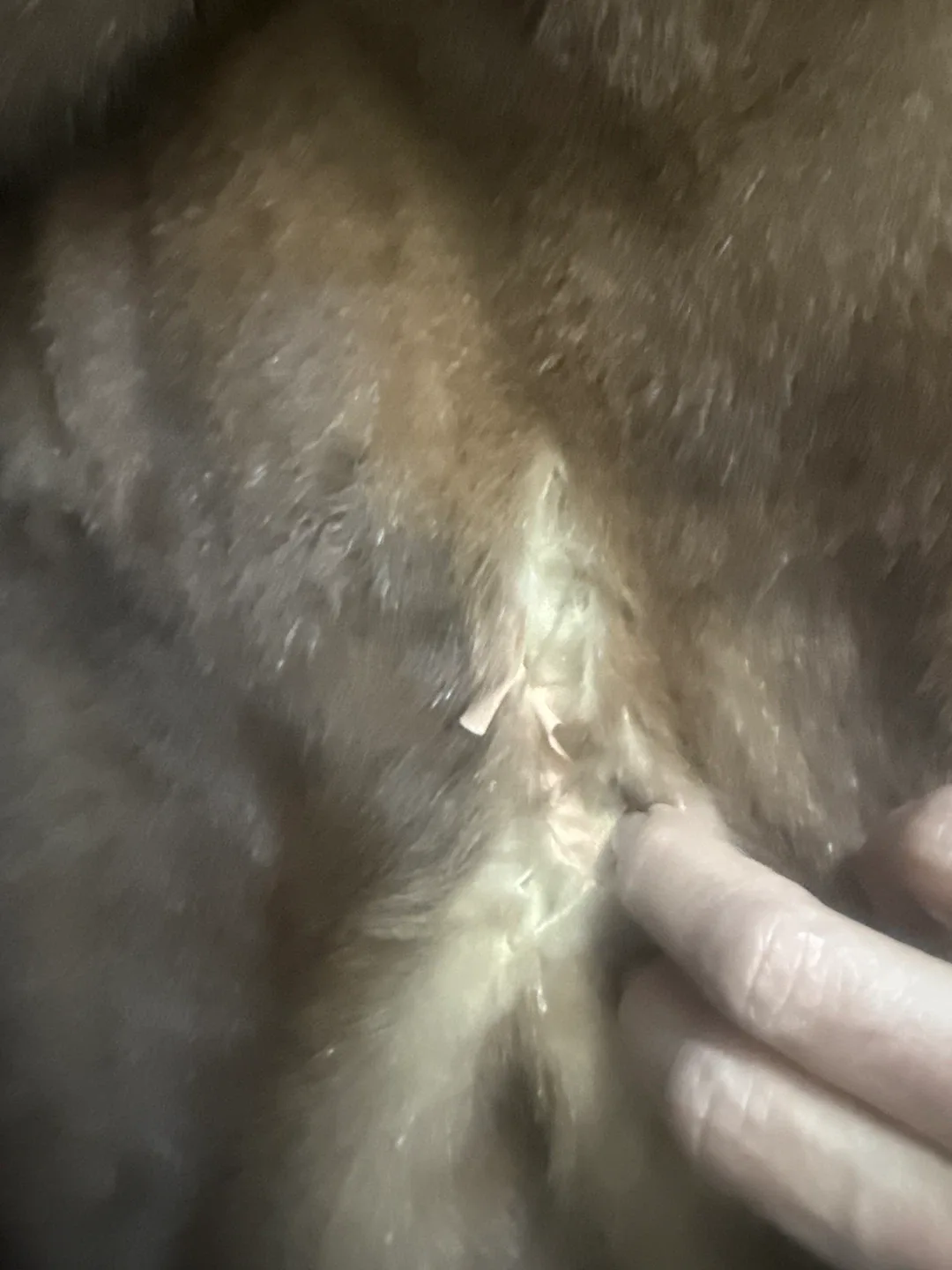 Brown Fur Coat image indicator(2)