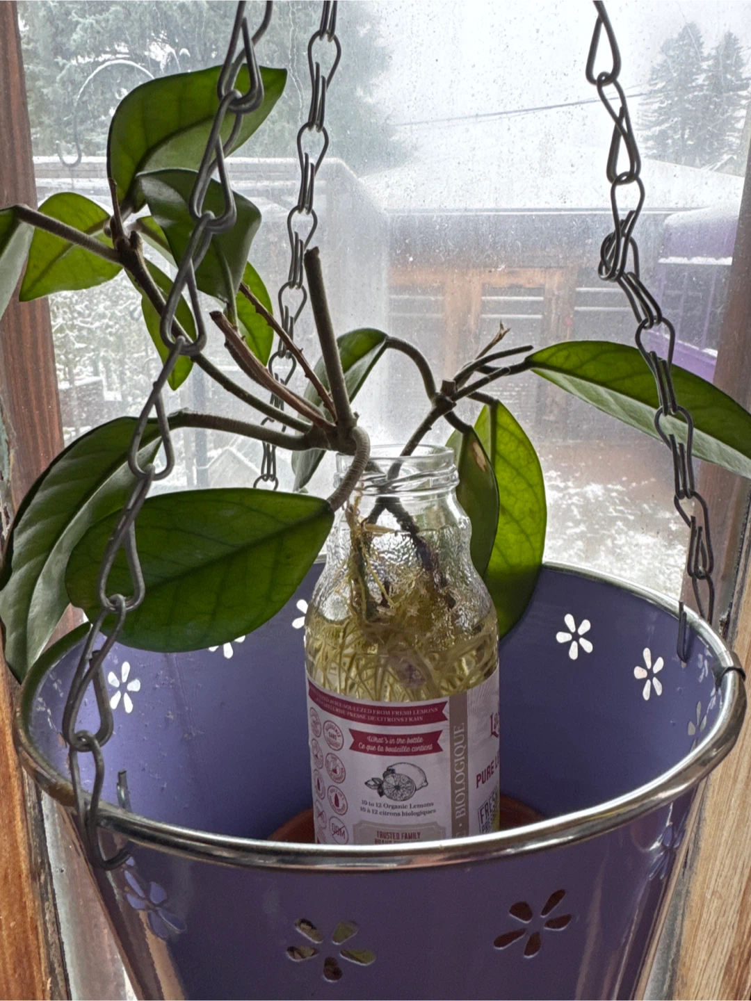 Hoya Plant Cutting