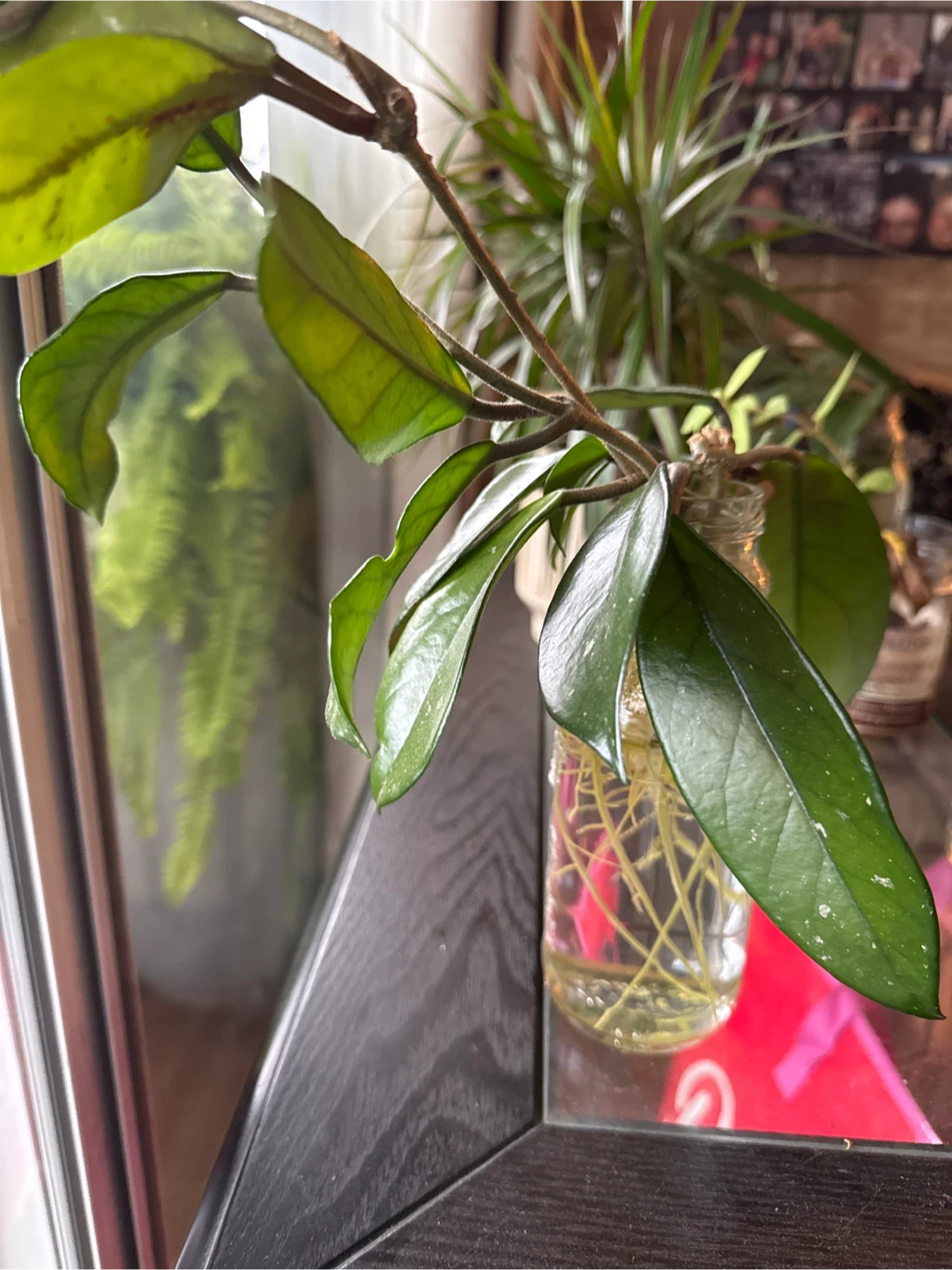 Hoya Plant Cutting - photo 3