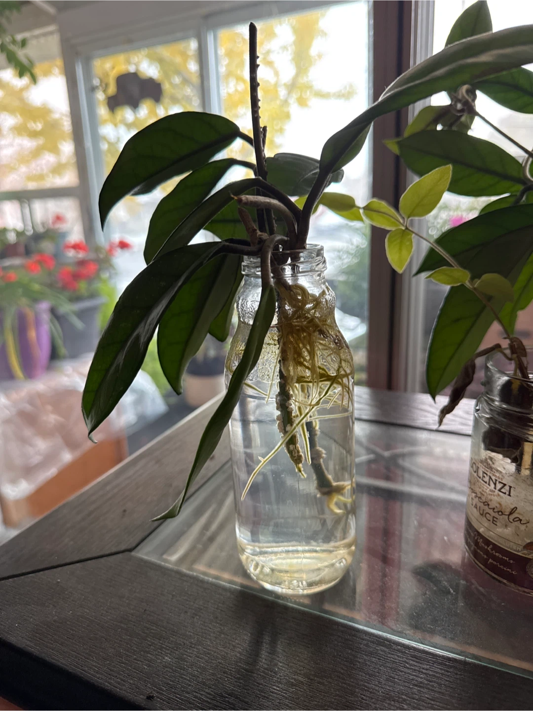 Hoya Plant Cutting - photo 2
