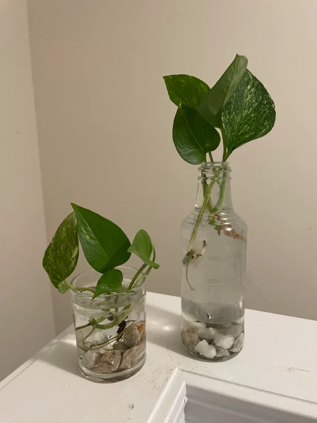 Pothos Plant Cuttings in Glass Vase thumbnail