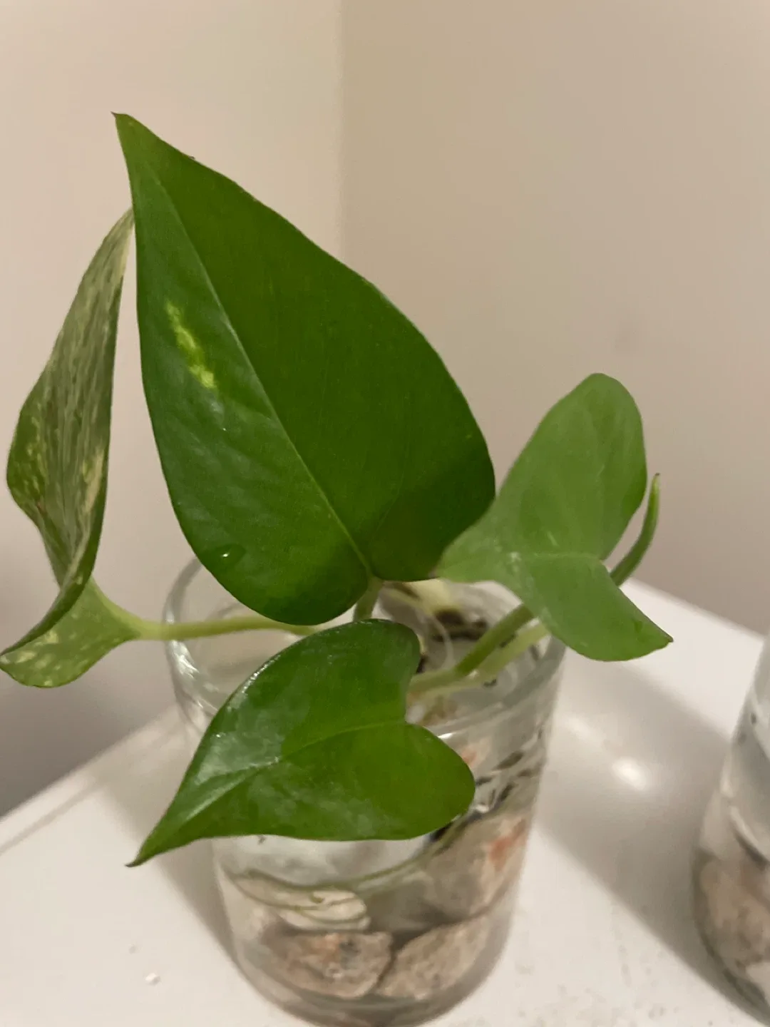 Pothos Plant Cuttings in Glass Vase image indicator(3)