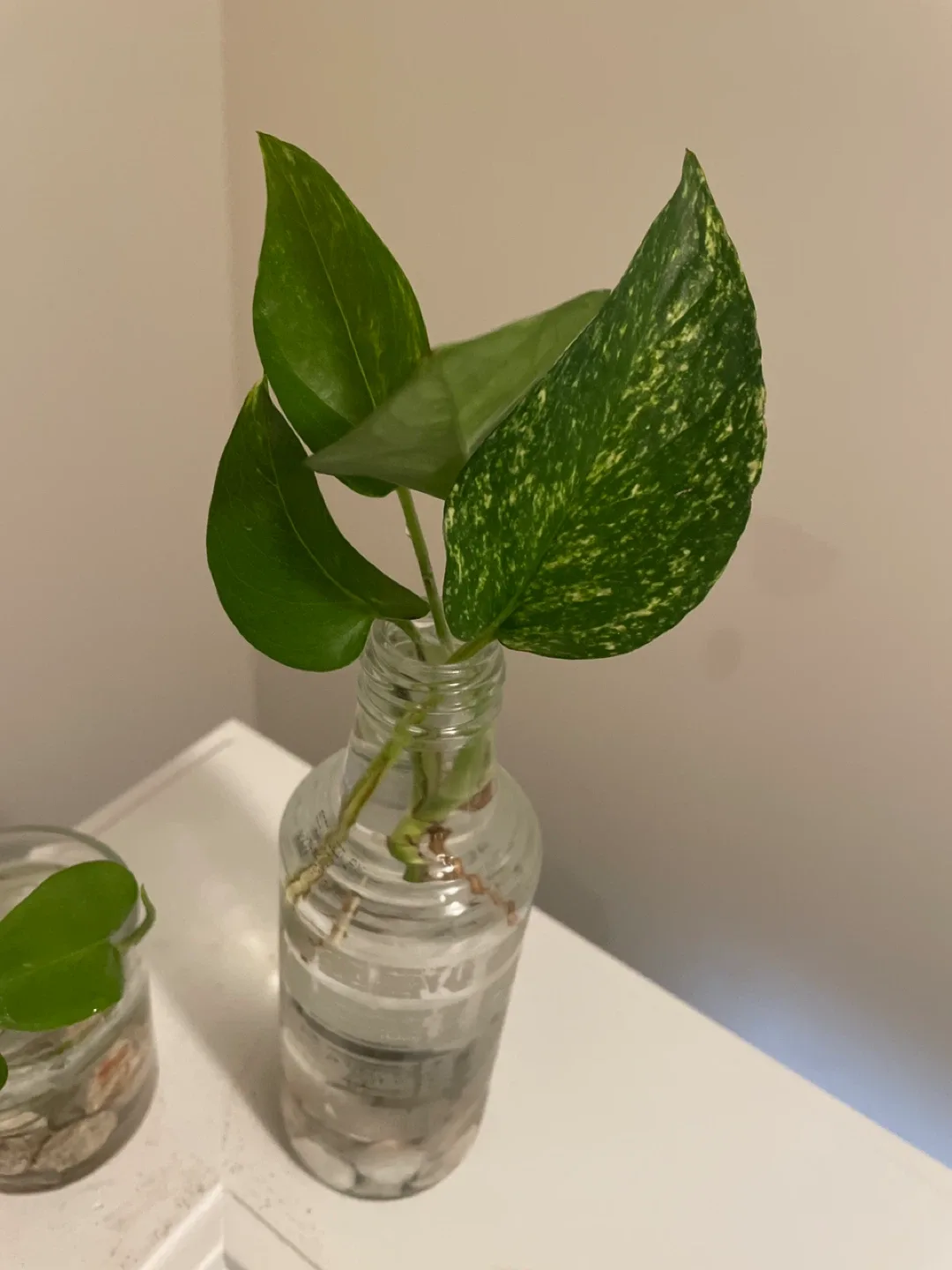Pothos Plant Cuttings in Glass Vase image indicator(2)